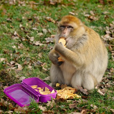 Adult male Barbary macaque eat cookies at the zoo, Germany clipart