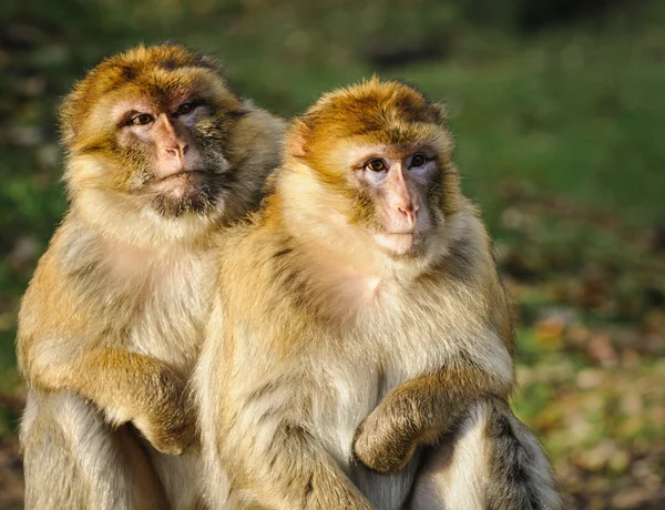 Retrato de macaco bereber macho adulto y hembra adulta, Alemania —  Fotos de Stock