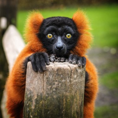 Yetişkin bir kırmızı lemur, Hollanda Nomascus portresi