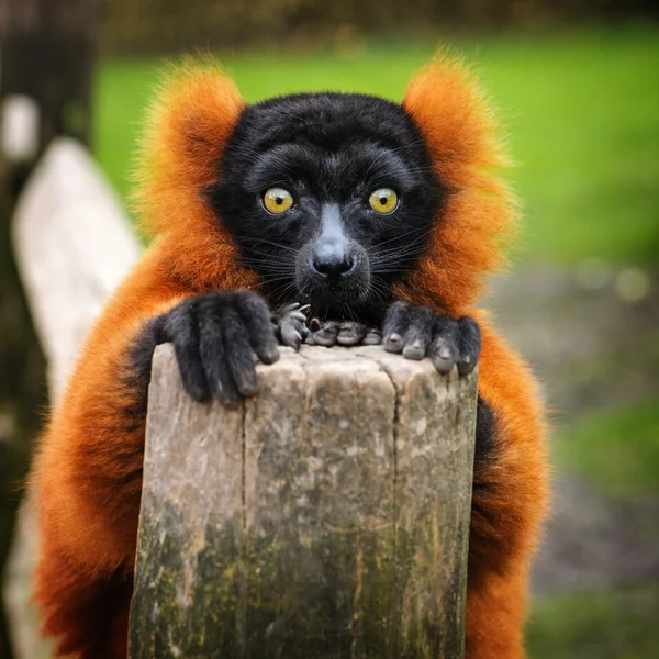 Retrato de um adulto ruffed lemur vermelho, Países Baixos — Fotografia de Stock