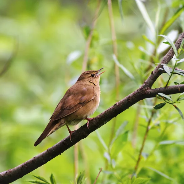 春には、ロシアの川 warbler(Locustella fluviatilis) の歌う男性 — ストック写真