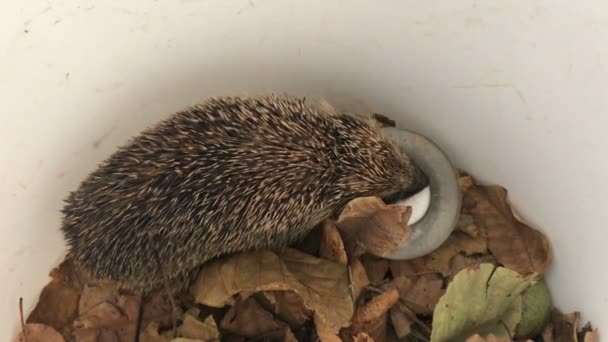 Wild hedgehog varnishes milk, close-up — Stock Video