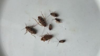 Tabakta ölen hamamböcekleri