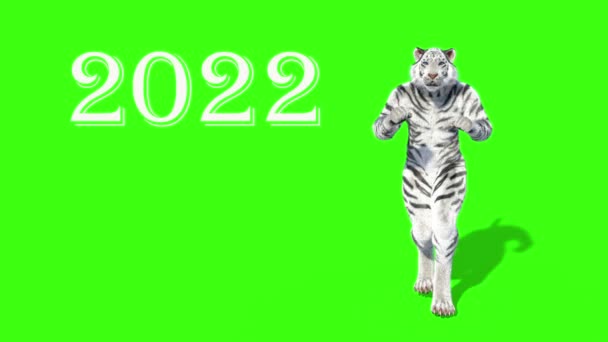 वाघाचे 2022 वर्ष, प्राणी नृत्य, अॅनिमेशन, हिरव्या पार्श्वभूमीचे 3D मॉडेल — स्टॉक व्हिडिओ