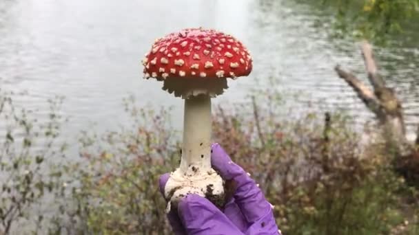 Um homem segurando na mão um cogumelo fly-agaric, na floresta — Vídeo de Stock