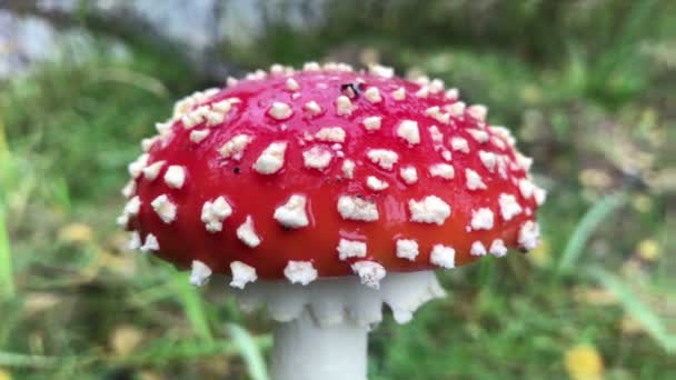 生长在森林中的蘑菇羊草，特写 — 图库视频影像