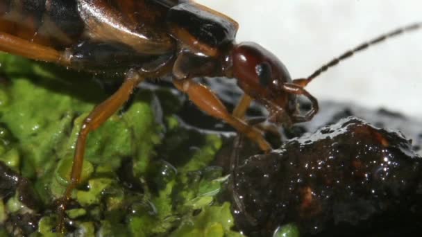 Macro insecte Earwig 