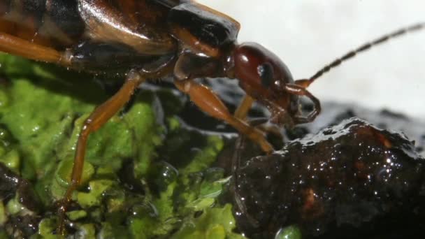 Earwig комах макросу — стокове відео