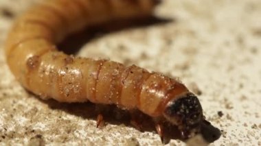 Zophobas Morio makro solucan