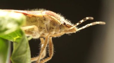 Lygus Pratensis böcek makro