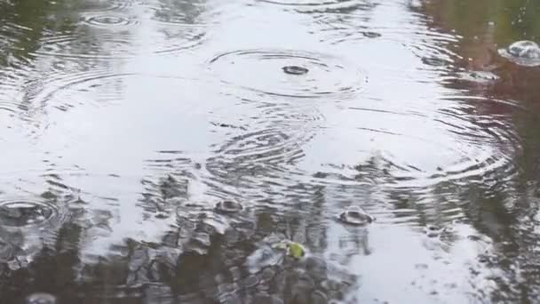 Flaque au ralenti, goutte à goutte, pluie, bulles, ondulations, goutte à goutte, réflexion — Video