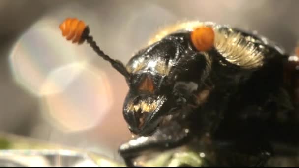 Den amerikanska begrava Beetle insekt makron — Stockvideo