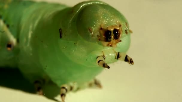 Raupen-Sphingidae in Großaufnahme — Stockvideo