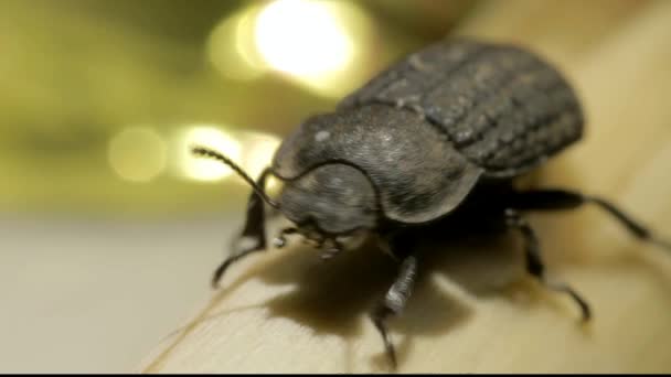 Tenebrionid Beetle Macro — Stock Video