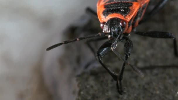 Feuerwanze wäscht Makro — Stockvideo