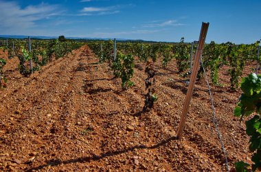 İspanya kırsalındaki bir üzüm bağının panoramik manzarası - Ademuz