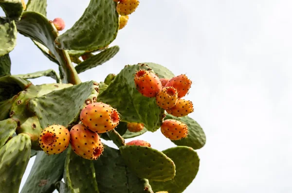 Prickly pear cactus with orange fruits. — ストック写真