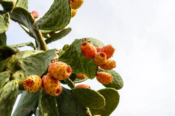 Prickly pear cactus with orange fruits.