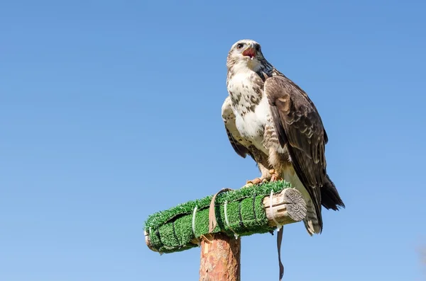 Águila en el cielo azul — Foto de Stock