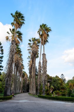 Tropikal palmiye ağacı İspanya