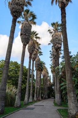 Tropikal palmiye ağacı İspanya