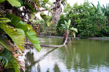 Palmiye park suya düştü
