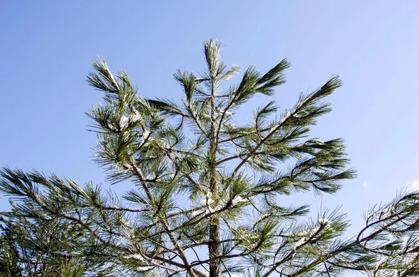 Pine twig with drops after the rain — Stock Photo, Image