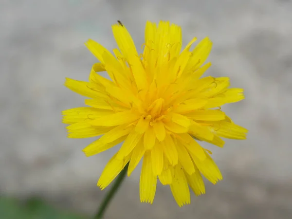 Flor Diente León Verano Foto — Foto de Stock