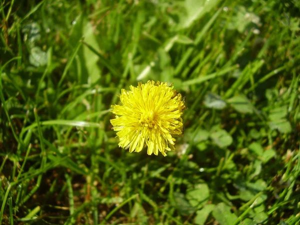 Zomer Paardebloem Bloeit Foto — Stockfoto