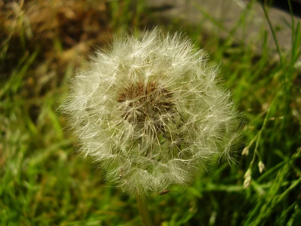 Summer White Dandelion Meadow Photo — Stock Photo, Image