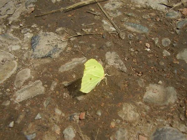 Brimstone Motýl Břehu Řeky — Stock fotografie