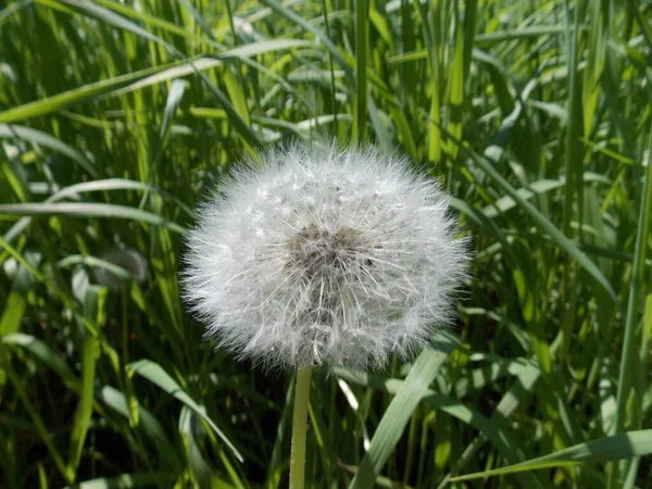 Sommerweißer Löwenzahn Auf Der Wiese Foto — Stockfoto