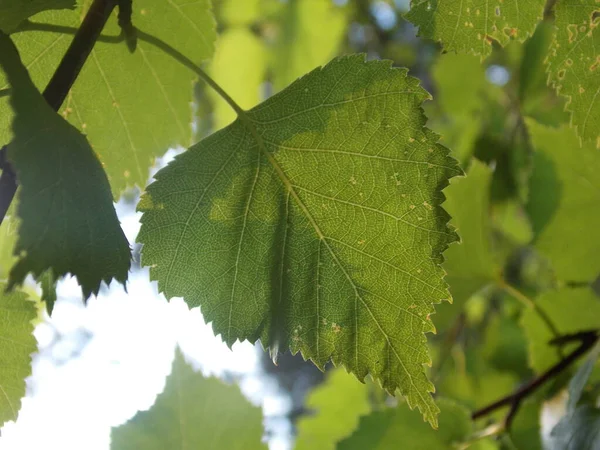 Green Birch Leaves Photo — Stock Photo, Image