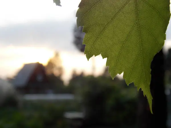 Foglie Alla Luce Tramonto Estivo Foto — Foto Stock