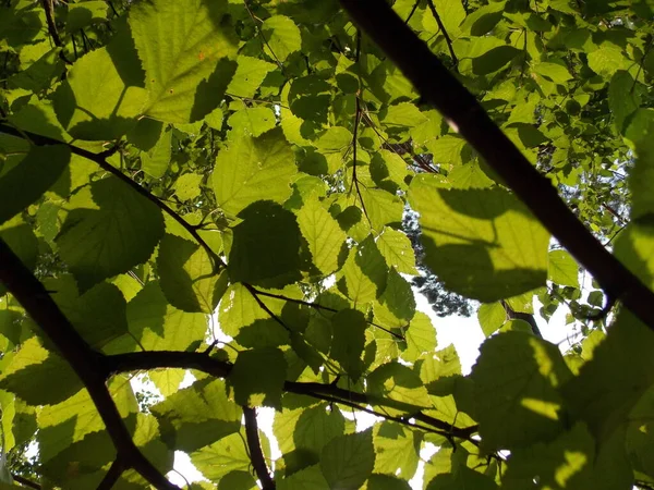 Grüne Birkenblätter Foto — Stockfoto