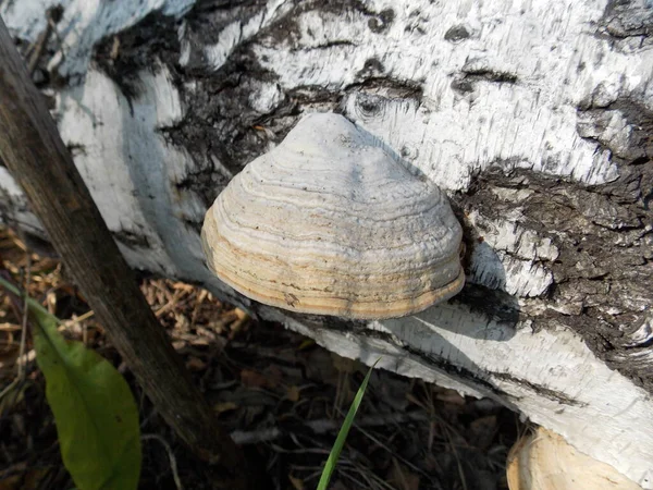 Λευκό Polypore Φλοιό Σημύδας Φωτογραφία — Φωτογραφία Αρχείου