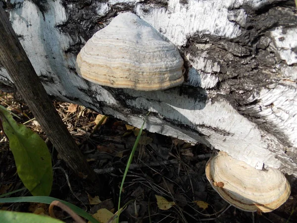 Λευκό Polypore Φλοιό Σημύδας Φωτογραφία — Φωτογραφία Αρχείου