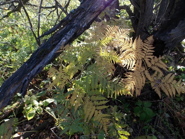 Wild Fern Forest — Stock Photo, Image