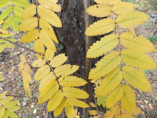 Autumn Rowan Yaprakları Fotoğraf — Stok fotoğraf