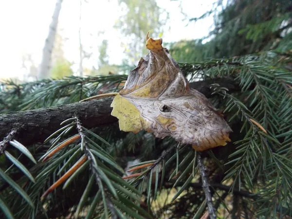 Foglia Autunno Ramo Abete — Foto Stock