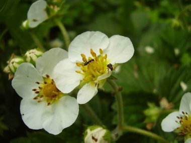 Güzel çilek çiçekleri üzerinde küçük karıncalar