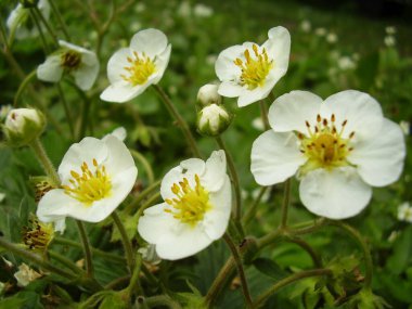 Güzel çilek çiçekleri (fotoğraf 1)