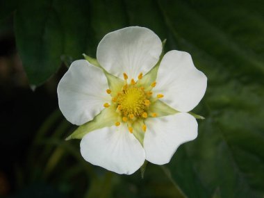 Güzel çilek çiçekleri (fotoğraf 5)