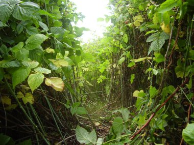 Vahşi ahududu çalıları (fotoğraf 3)