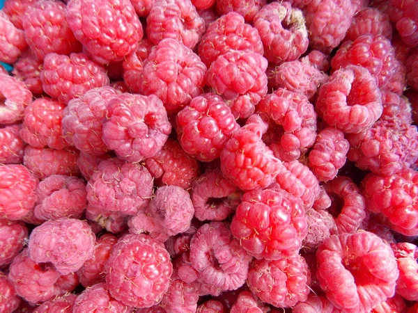 野生甜红莓 — 图库照片