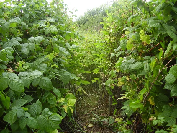 Wilde Himbeersträucher Foto — Stockfoto