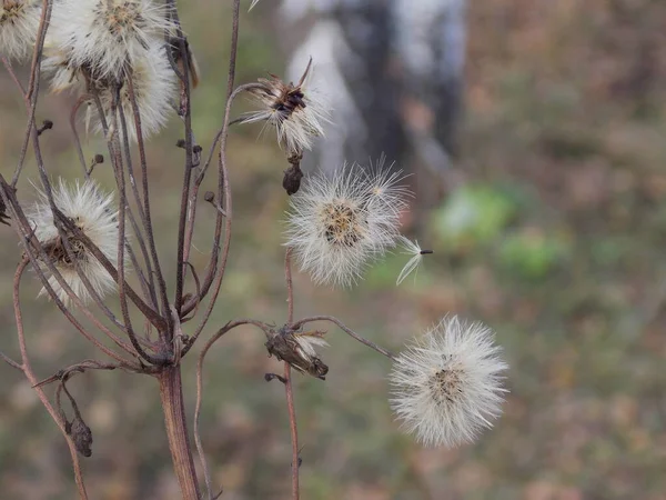 Herbstlicher Weißer Löwenzahn Auf Der Wiese — Stockfoto