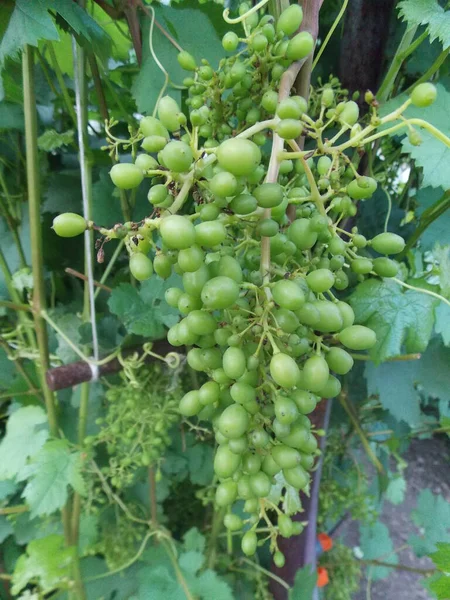 Mooie Zomer Groene Druiven — Stockfoto