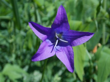 Ormanda güzel çan çiçekleri (Fotoğraf 9)