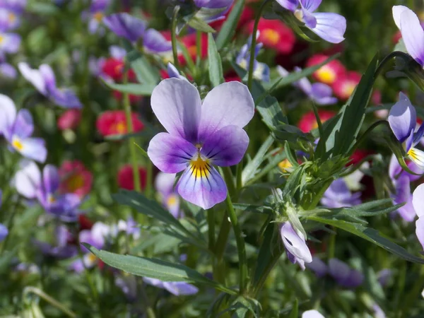 Beautiful pansies in the summer garden (photo 11) — Stock Image Beautiful Pansies Summer Garden Photo Stock Photo